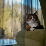 дебрі - тиша, озеро і вудка