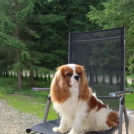 дебрі - тиша, озеро і вудка بيت للعطل Krivopol'ye