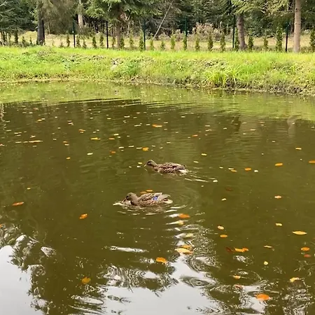 дебрі - тиша, озеро і вудка * Krivopol'ye